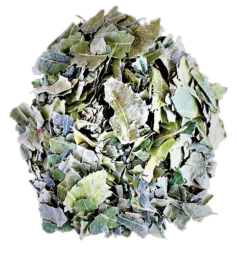Feuilles de Neem