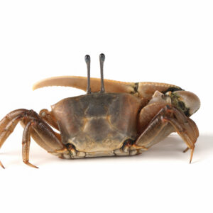 Crabe cru
