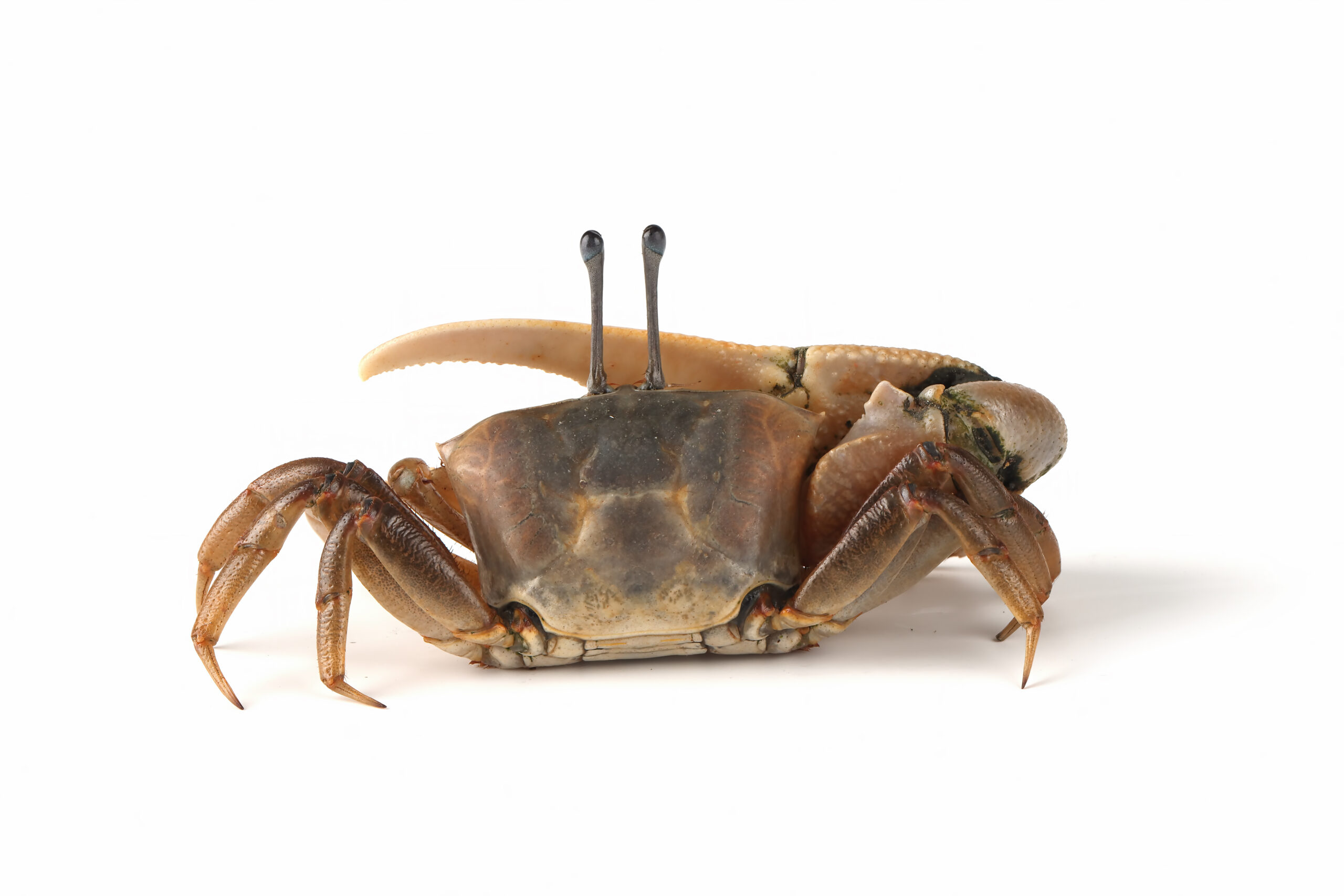 Crabe cru